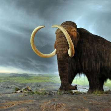 Woolly mammoth - saving us from global warming? Credit: Flying Puffin distributed under a CC-BY 2.0 license.