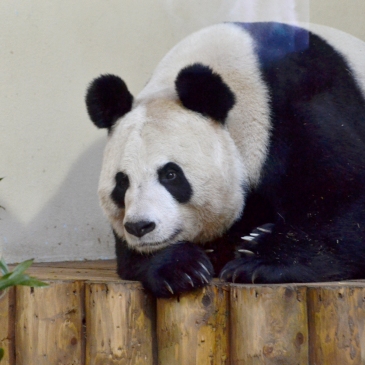 Tian Tian, Edinburgh Zoo's giant panda