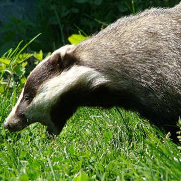 Badger culling remains a controversial issue in the face of limited evidence as to its efffectiveness.